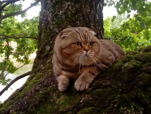 Питомник шотландских и британских кошек Kromvel Cats