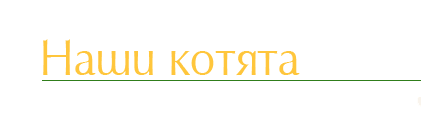 Наши котята