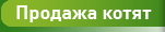 Продажа котят