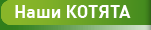 Наши котята